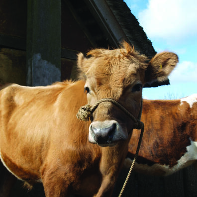 Islandsk kvæg på gården 