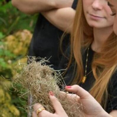 Elever kigger og mærker på planter