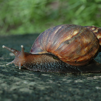 Afrikansk kæmpesnegl