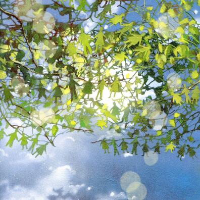 Solstråler gennem træ