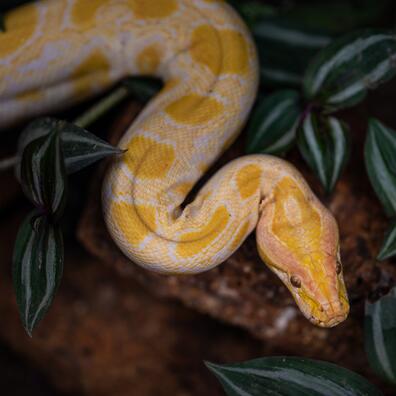 Albino tigerpython