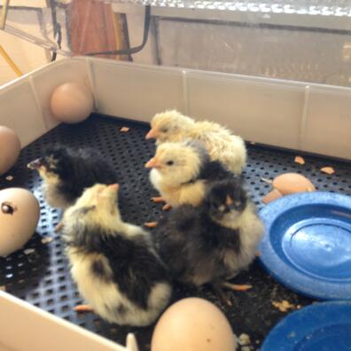 Fem nye kyllinger sidder og putter sig