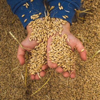 Børnehænder der graver i en masse korn, og viser kornet frem til kameraet.